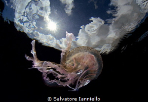 just below by Salvatore Ianniello 